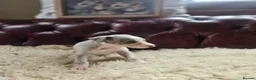 Whippet dogs for sale: Exquisite litter of whippet puppies  in Ormskirk - Advert 12