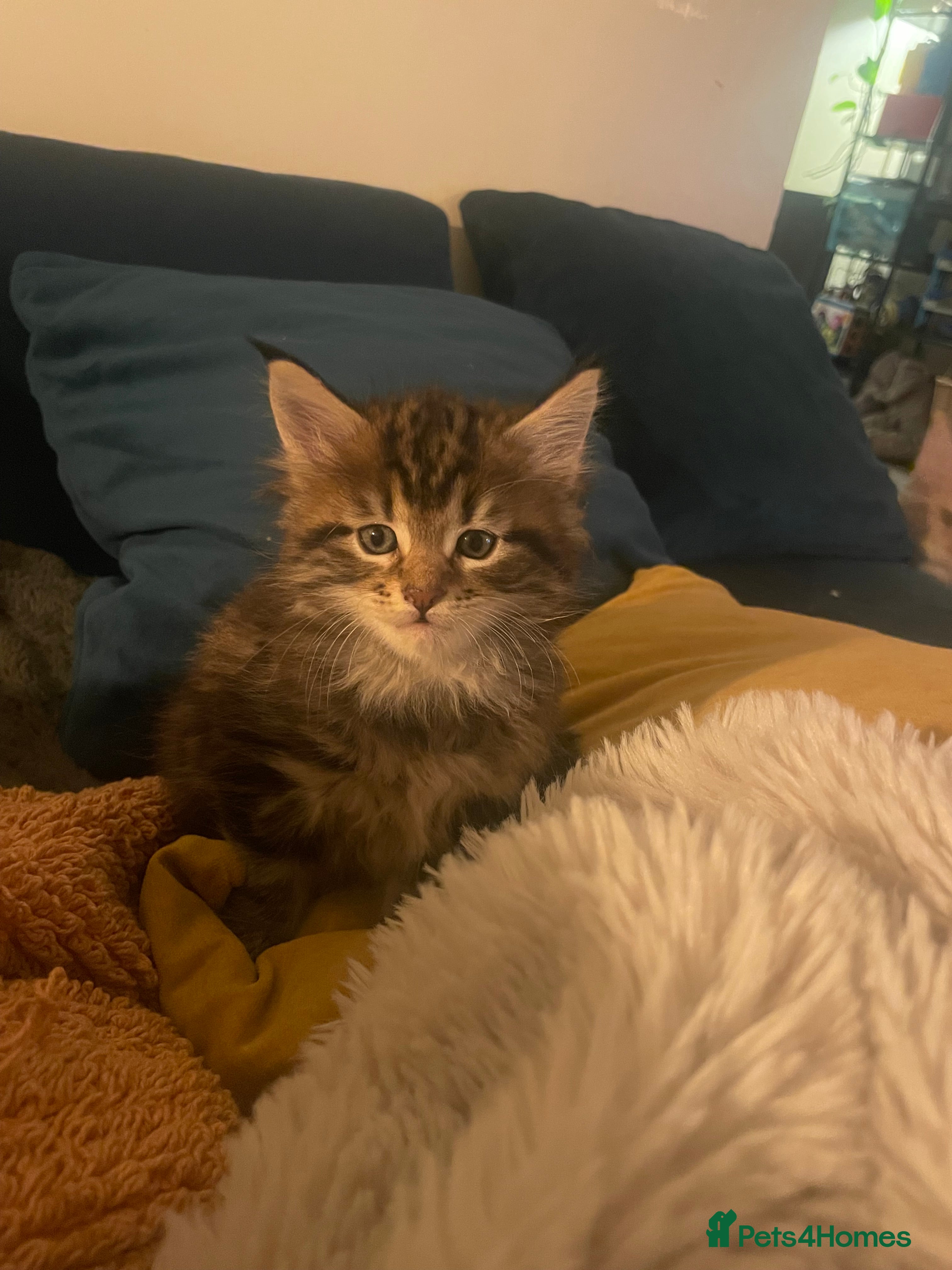 Maine Coon cats Maine coon kittens  - Advert 3