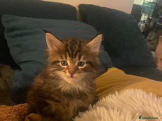 Maine Coon cats Maine coon kittens - Advert 1