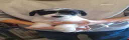 Mixed Breed dogs for sale: English Toy Terrier X Parti Colour Toy Poodle. in Wirral - Advert 8