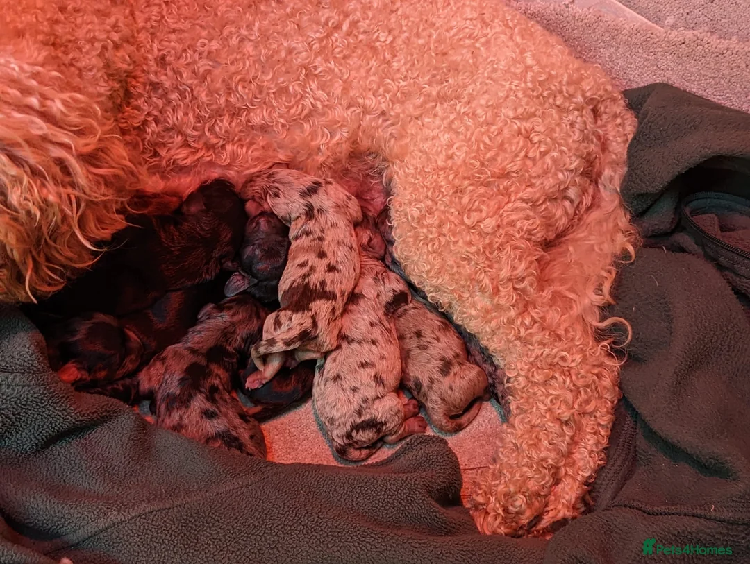 Cockapoo dogs for stud: F1 Merle Male Cockapoo for Stud in Nottingham - Advert 10