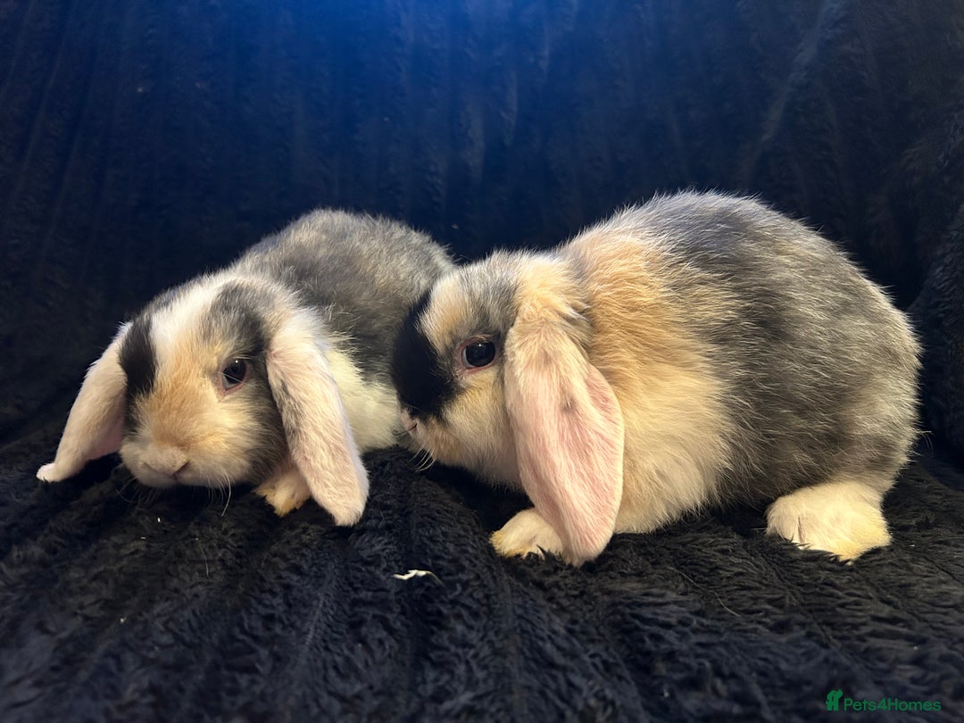 Mini Lop rabbits for sale: Mini lops  - Advert 7