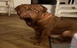 Dogue De Bordeaux dogs for stud: Beautiful Large Breed Dogue de Bordeaux for stud - Advert 4