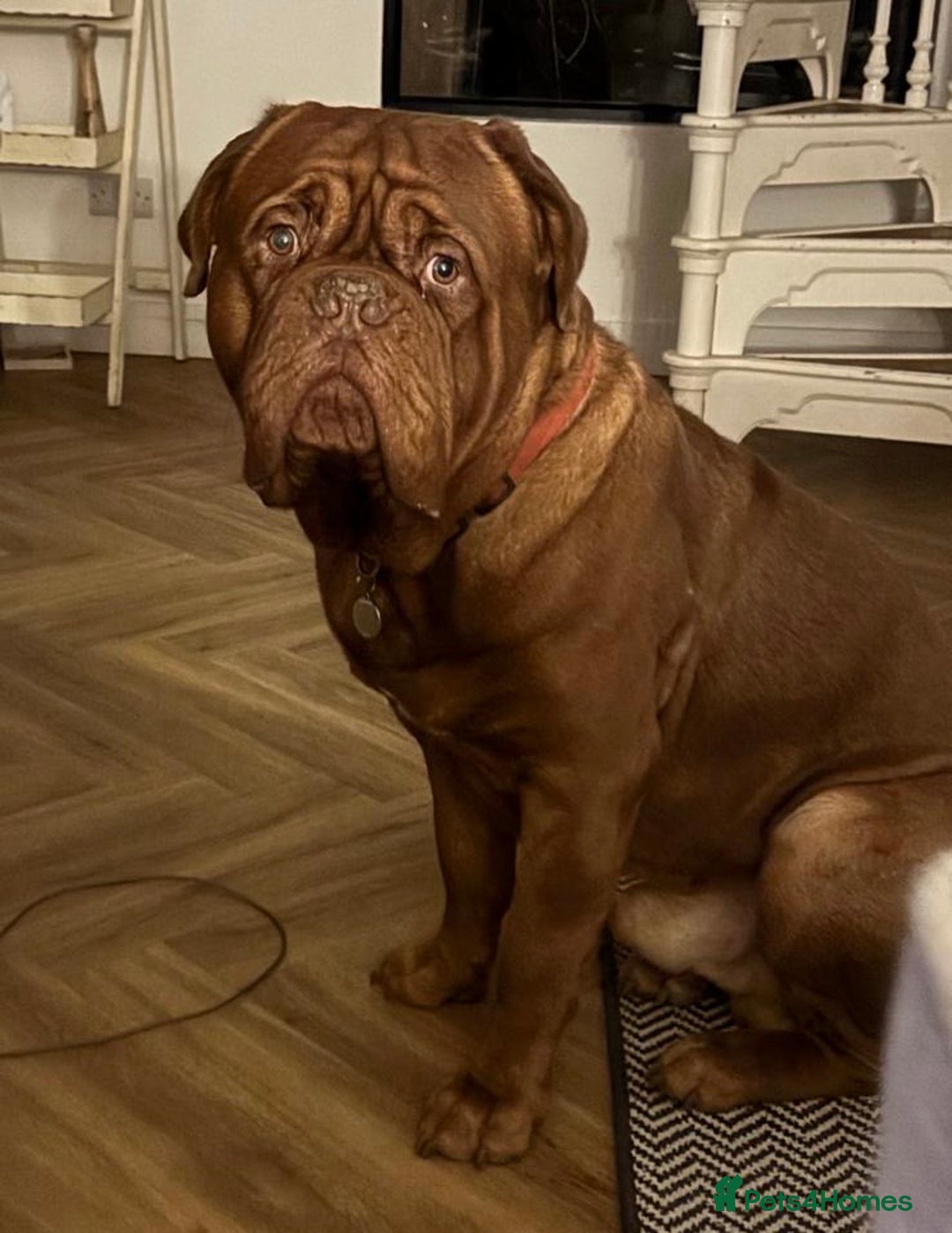 Dogue De Bordeaux dogs for stud: Beautiful Large Breed Dogue de Bordeaux for stud - Advert 4