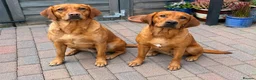 Labrador Retriever dogs for stud: Health Tested Fox red Labrador for Stud  - Advert 8