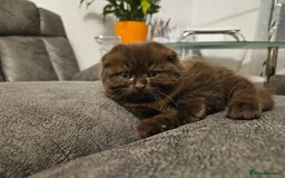Scottish Fold cats for sale: SF 2 males available  - Image 22