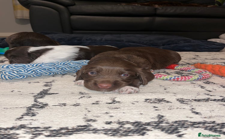 Sprocker dogs - Advert 4