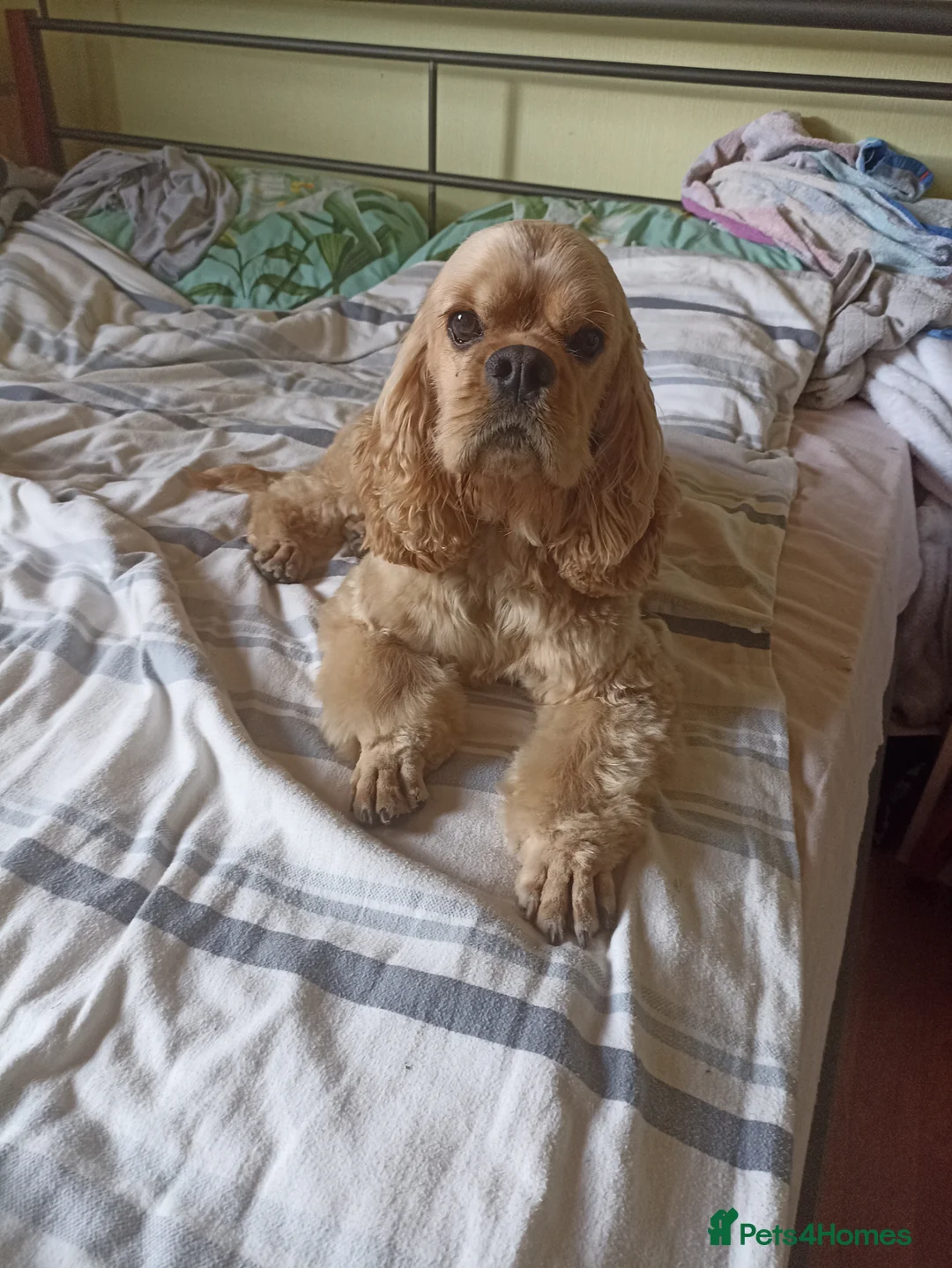 American Cocker Spaniel dogs for stud: American cocker spaniel for stud  in Sutton-in-Ashfield - Advert 1