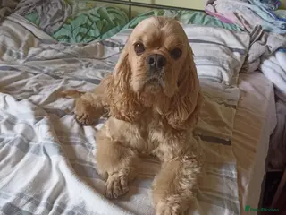 American Cocker Spaniel dogs American cocker spaniel for stud - Advert 1