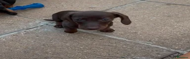 Dachshund 3