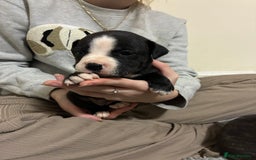 Mixed Breed dogs for sale: Staffordshire bull terrier  - Image 13
