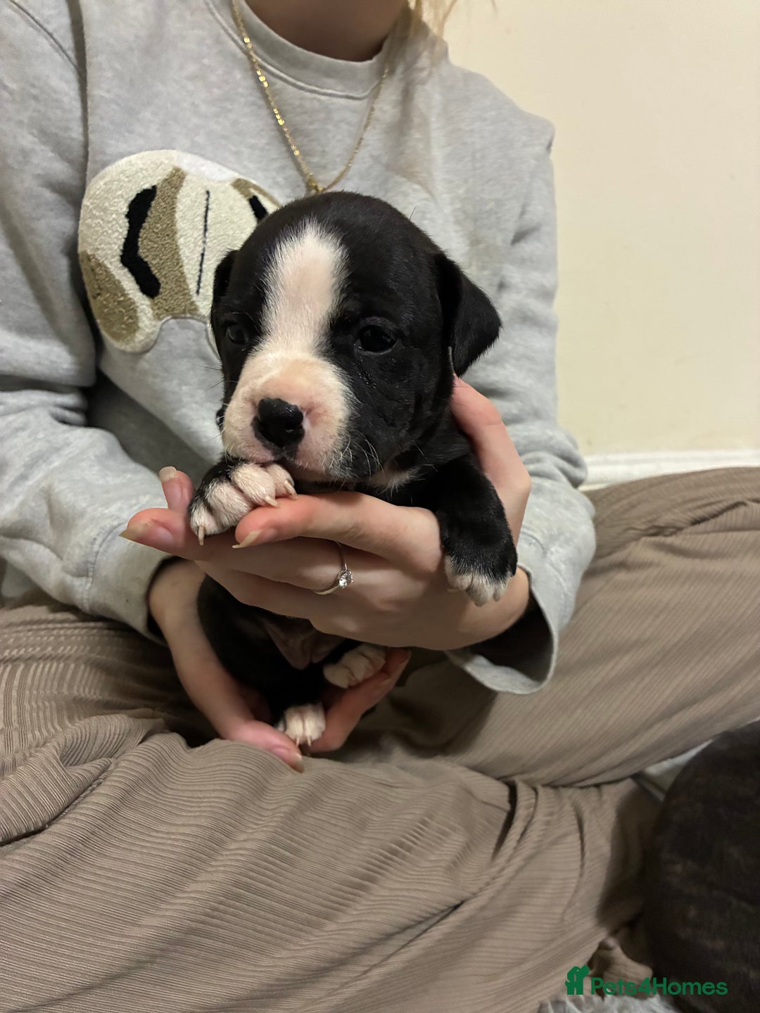 Mixed Breed dogs for sale: Staffordshire bull terrier  - Image 13