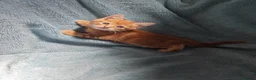 Mixed Breed cats for sale: GINGER BOYS VIDEOS - Advert 29