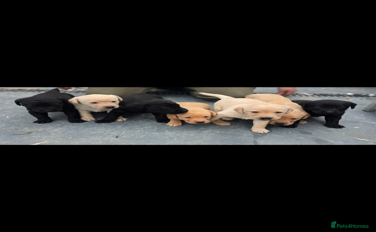 Labrador Retriever dogs - Advert 1