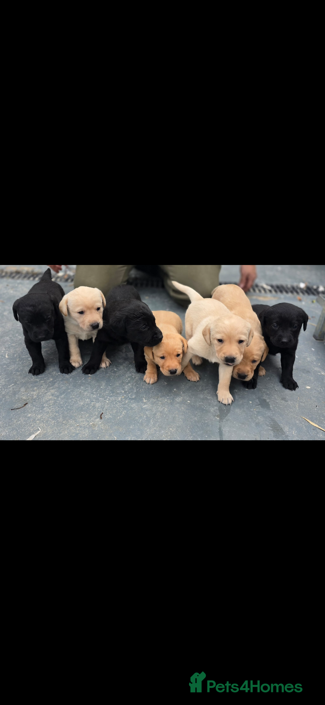 Labrador Retriever dogs for sale: Labrador puppies  - Image 1