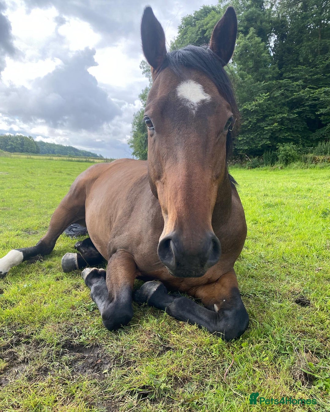 English Thoroughbred horses for sale: Lovely TB Gelding  - Advert 2