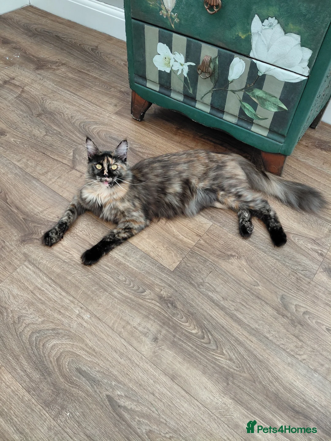Maine Coon cats for sale: Beautiful 1st litter of maine coon kittens - Advert 1