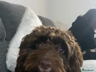 Cockapoo dogs 5 beautiful cockapoo puppies - Advert 2