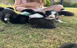 Border Collie dogs for sale: Border collie pups - Image 7