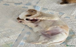 Mixed Breed dogs for sale: 5 puppies for sale - Image 10