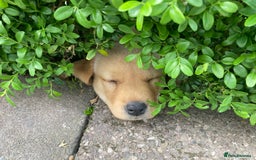 Labrador Retriever dogs for sale: Fox Red Labrador  - Image 5