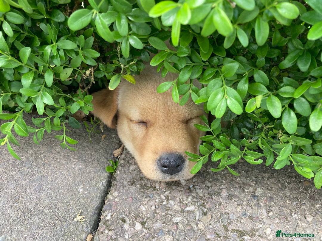 Labrador Retriever dogs for sale: Fox Red Labrador  - Image 5