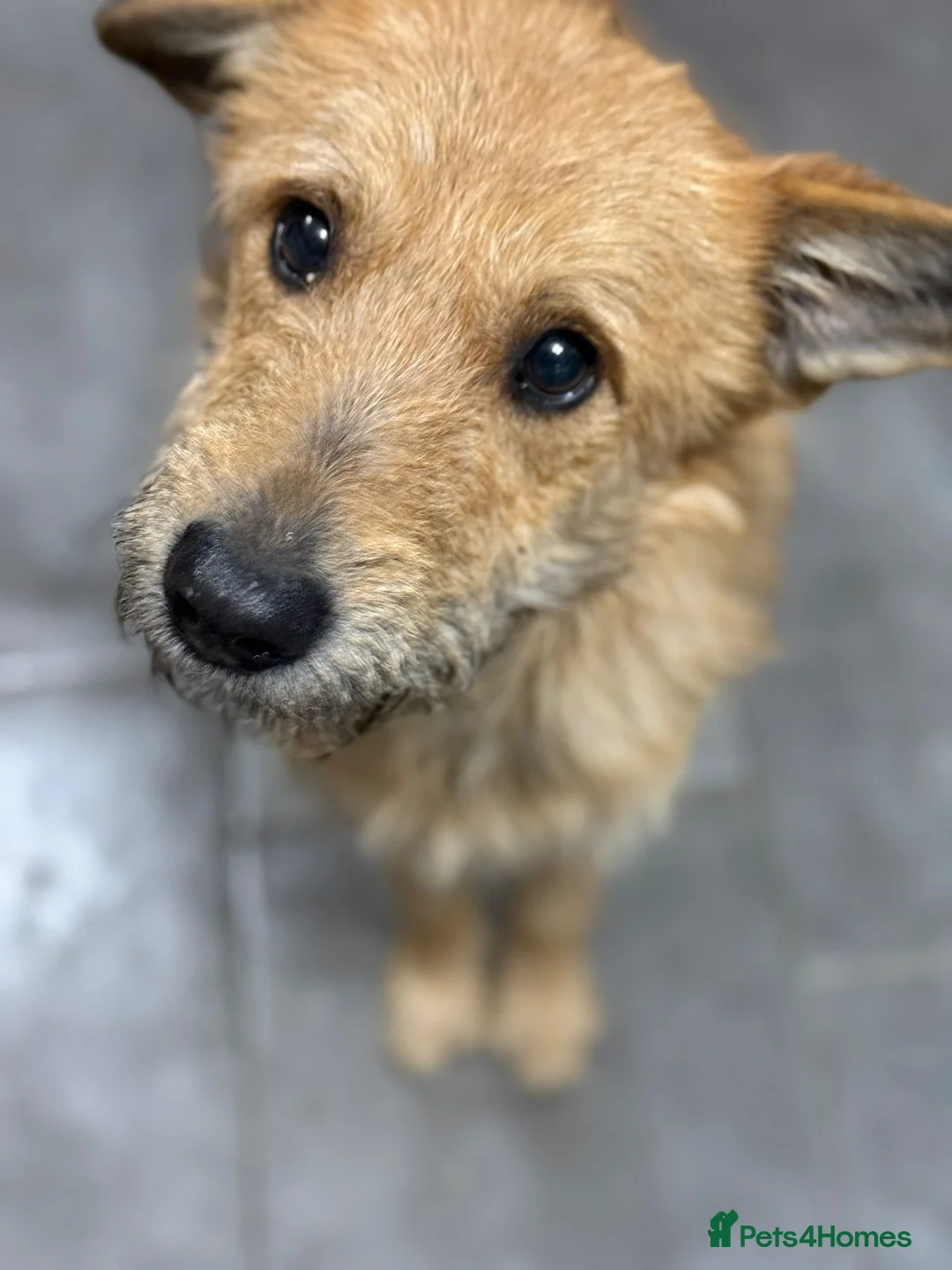 Mixed Breed dogs for adoption: Gorgeous Ernie looking for his home - Advert 18