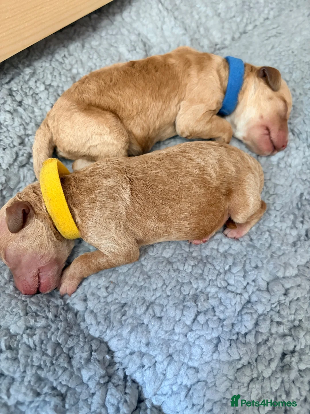 Labradoodle dogs for sale: Miniature Labradoodle Puppies for sale  in Southampton - Advert 2