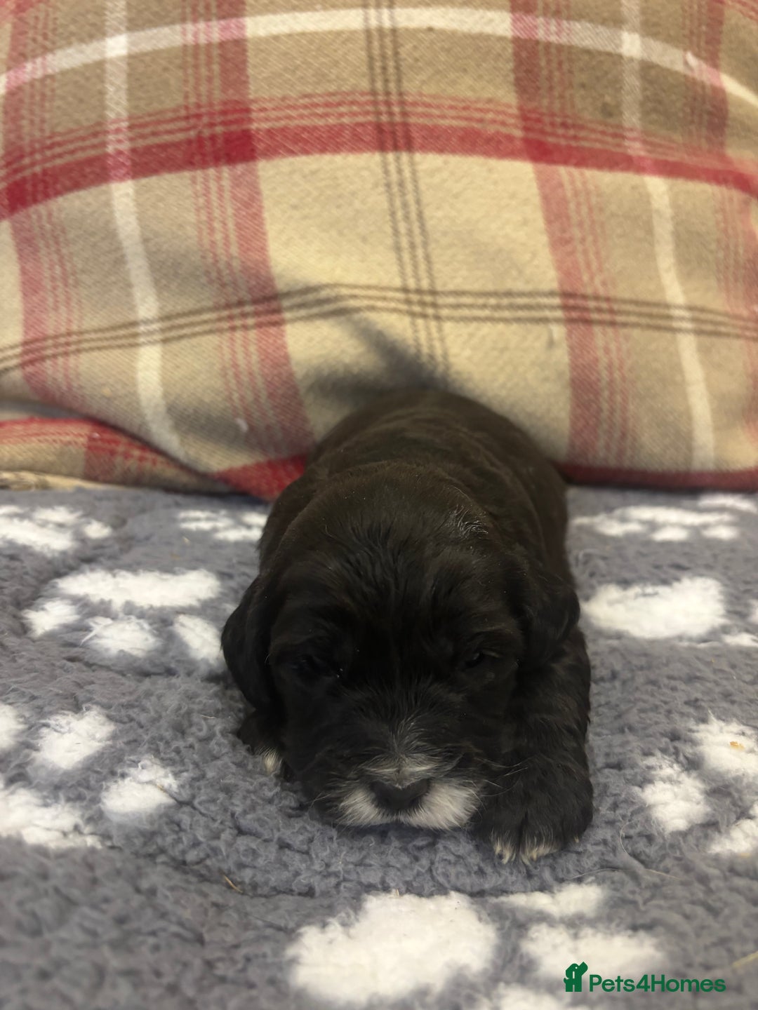 Cockapoo dogs for sale: Stunning F1 Cockapoos - Show H/Tested KC Parents!! - Advert 25