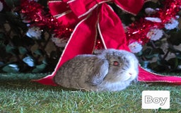 Mini Lop rabbits for sale: Pure mini lop babies  - Advert 4