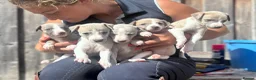 Whippet dogs for sale: Beautiful chunky KC blue fawn brindle whippet pups in Market Harborough - Advert 9