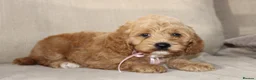 American Cocker Spaniel dogs for sale: American Cockapoo Puppies – Health Tested Parents - Advert 6