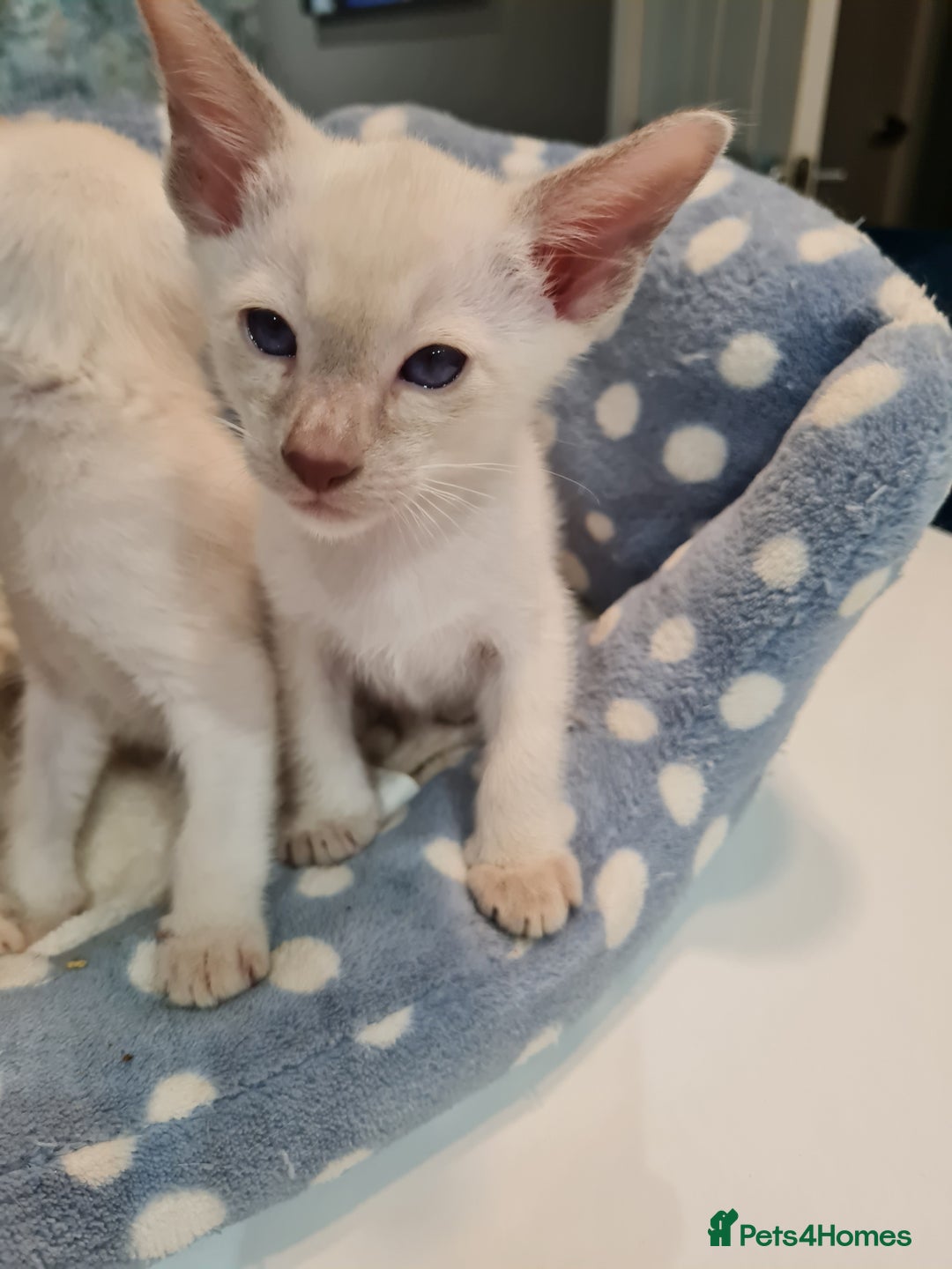 Siamese cats for sale: LAST ONE,  Gorgeous Bluepoint little boy. - Advert 3
