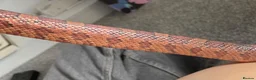 Corn Snake reptiles for sale: Corn Snake (Wild Type) - Advert 4