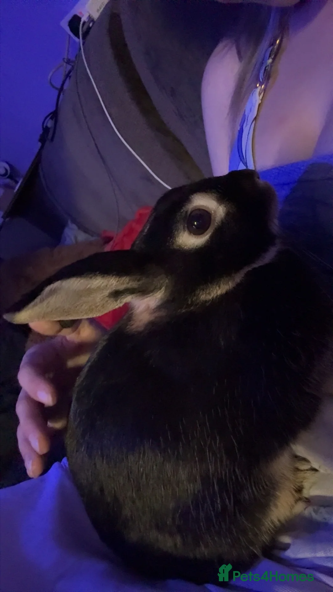 Mixed Breed rabbits for sale: Bunny for sale  - Advert 3