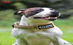 Mixed Breed dogs for sale: Confident & Well-Socialised Presa x Staffy Pups - Image 25