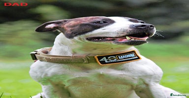 Mixed Breed dogs - Advert 16