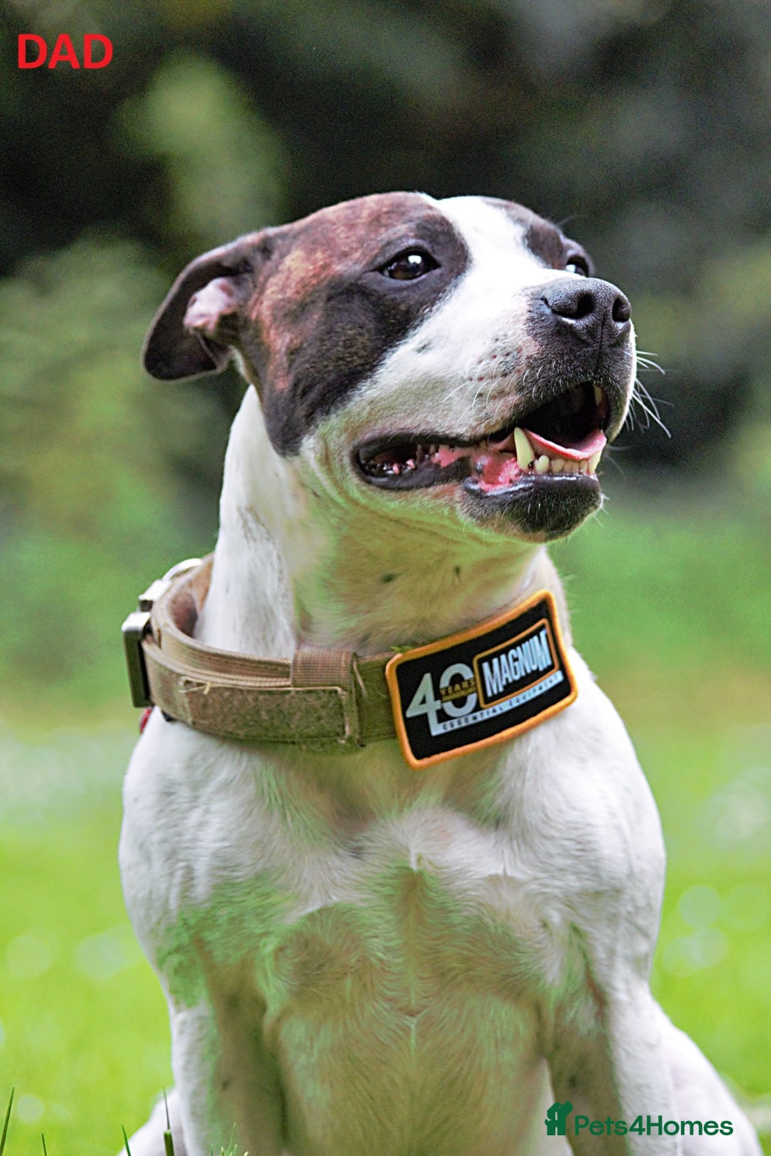 Mixed Breed dogs for sale: Confident & Well-Socialised Presa x Staffy Pups - Image 25