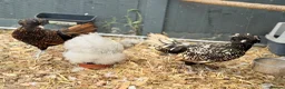 Chickens poultry for sale: Silkie hens and polish hens in Braintree - Advert 7