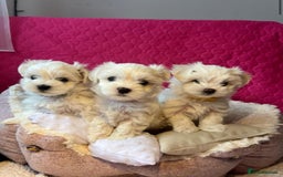 Maltese dogs for sale: Maltese puppies  - Image 6
