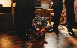 Miniature Dachshund dogs for stud: Proven dapple dachshund for stud - Image 13