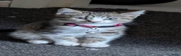 British Shorthair cats for sale: Kitten  - Advert 2