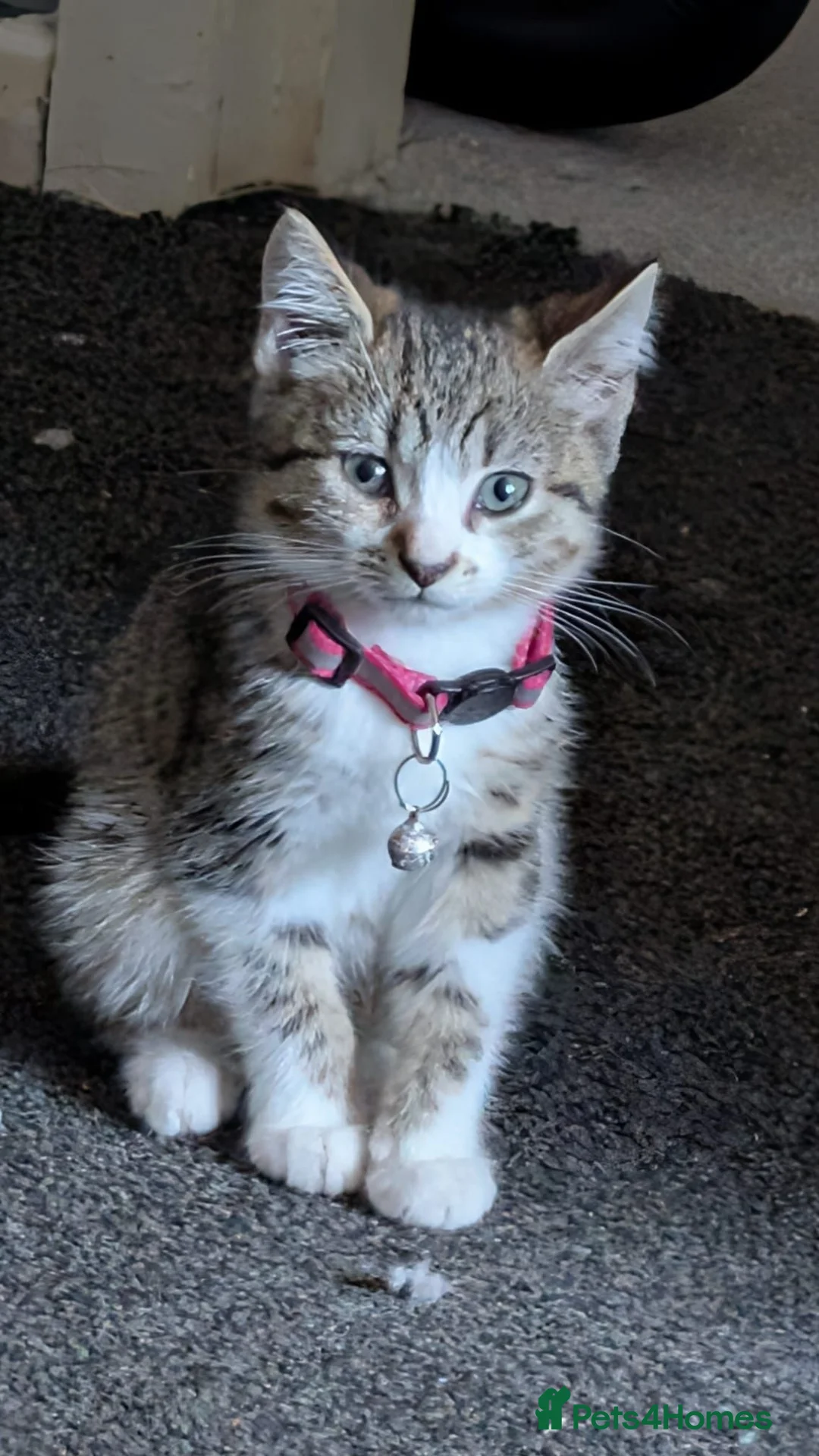 British Shorthair cats for sale: Kitten  - Advert 2