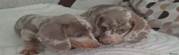 Miniature Dachshund dogs for stud: Meet Marley our Mini Dachshund stud - Advert 8