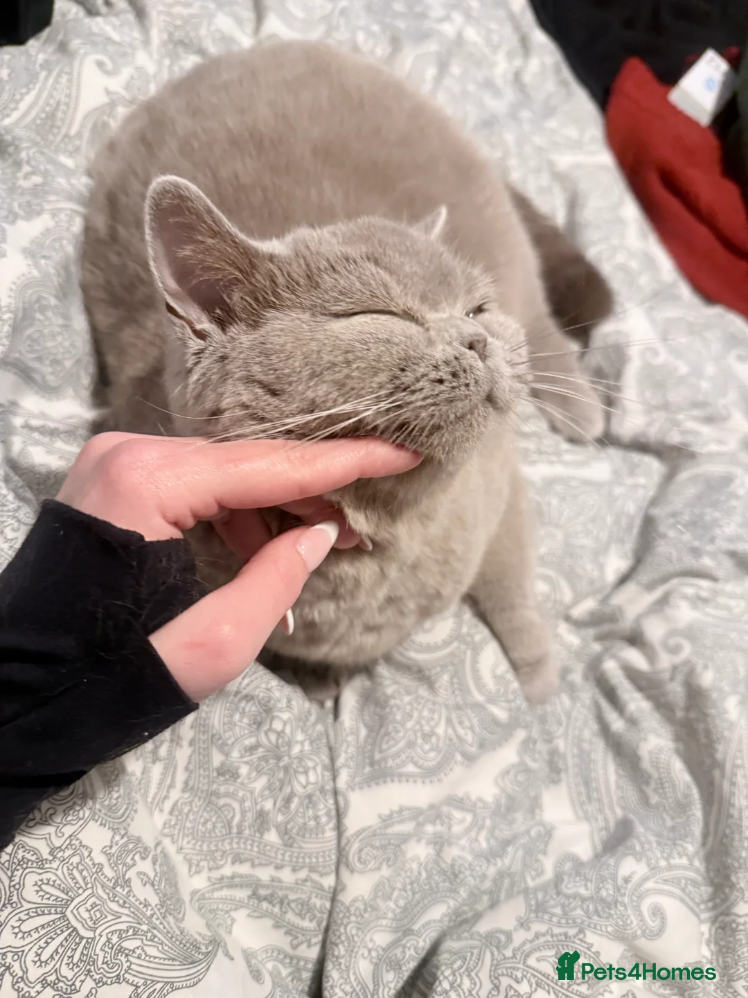 British Shorthair cats for sale: British Shorthair Kittens in Northolt - Advert 15