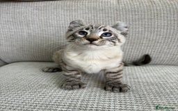 Savannah cats for sale: Awesome snow leopard Keetso male  - Image 18