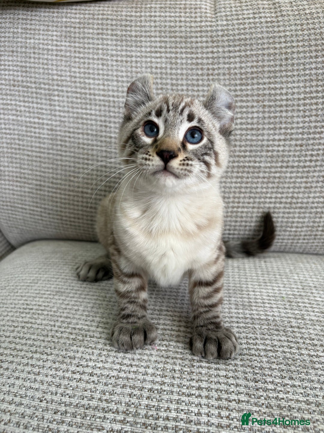 Savannah cats for sale: Awesome snow leopard Keetso male  - Image 18
