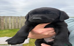 Labrador Retriever dogs for sale: Beautiful Black Labrador Puppies KC Registered  - Image 5