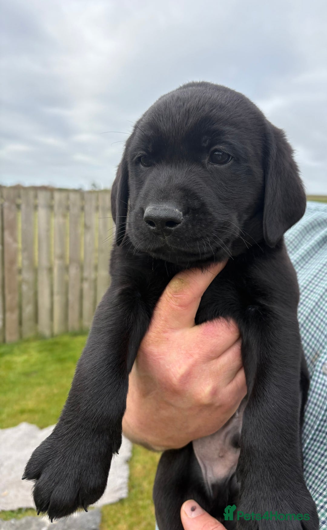 Labrador Retriever dogs for sale: Beautiful Black Labrador Puppies KC Registered  - Image 5
