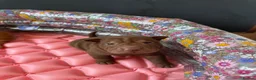 Shar Pei dogs for sale: Sharpei Puppies for sale  - Advert 12